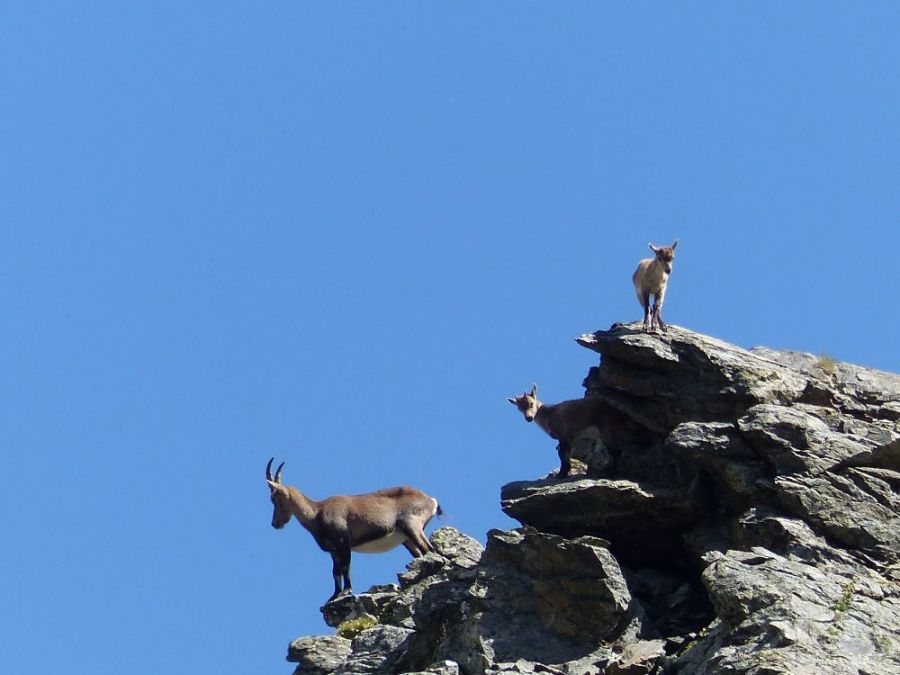 Ibex on the rocks in the Southern French Alps &copy;trekkinginthealpsandprovence.com